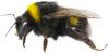 Bij