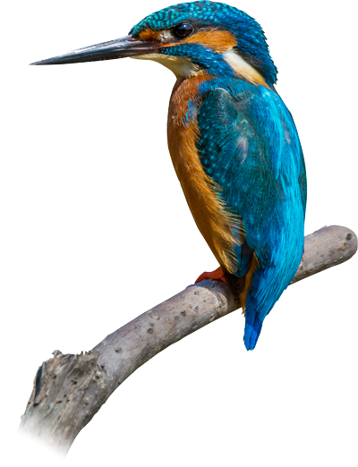 Ijsvogel