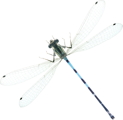 Libelle