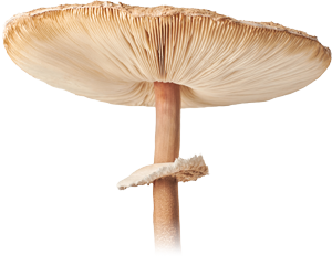 Paddestoel