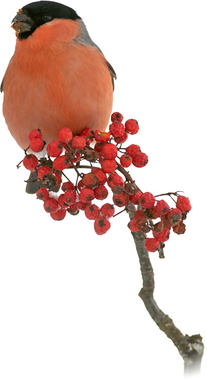 Vogel