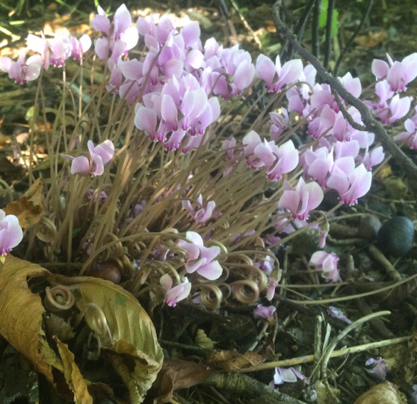 Cyclamen hederifolium; Foto Margo van Beem