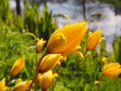 Bostulp, Tulipa sylvestris. Foto: Van Donkelaar Groenadvies